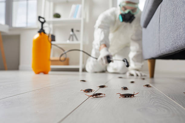 Commercial Rodent Management in Bonner-West Riverside